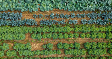 Magenta Solar Panels Boost Crop Light Efficiency in Swedish Field Trial
