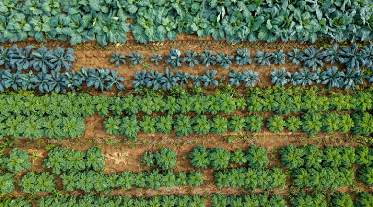Magenta Solar Panels Boost Crop Light Efficiency in Swedish Field Trial