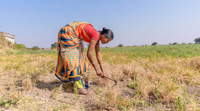 Maharashtra Drought Deepens, Statewide Water Cuts Begin October 16