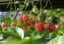NC State Textile Cover Triples Strawberry Yields in Field Trials