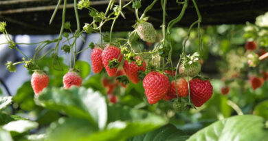 NC State Textile Cover Triples Strawberry Yields in Field Trials