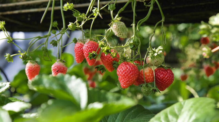 NC State Textile Cover Triples Strawberry Yields in Field Trials