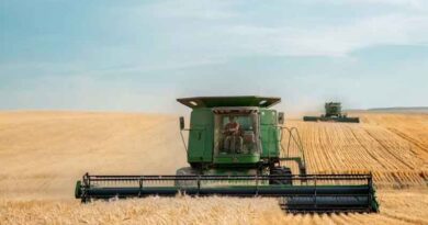 New Model Shows Climate Risk to Wheat Yields Is Worse Than Thought