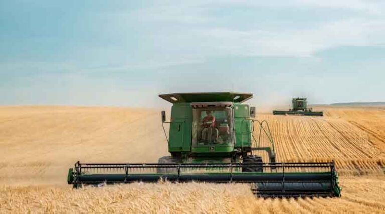New Model Shows Climate Risk to Wheat Yields Is Worse Than Thought