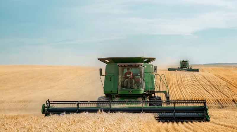 New Model Shows Climate Risk to Wheat Yields Is Worse Than Thought