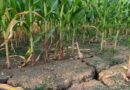 New UGA Sensor System Aims to Catch Crop Stress Before It's Visible