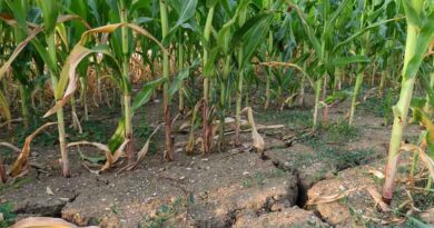 New UGA Sensor System Aims to Catch Crop Stress Before It's Visible