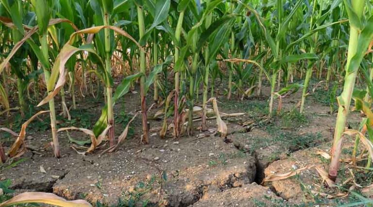 New UGA Sensor System Aims to Catch Crop Stress Before It's Visible