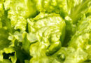 Norway's Robot-Run Vertical Farm Triples Lettuce Shelf Life