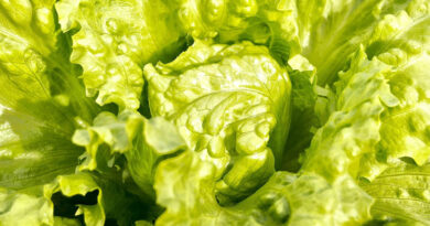 Norway's Robot-Run Vertical Farm Triples Lettuce Shelf Life