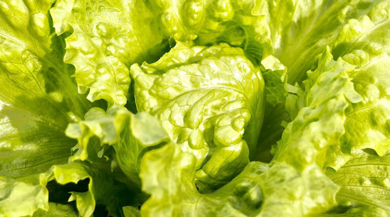 Norway's Robot-Run Vertical Farm Triples Lettuce Shelf Life