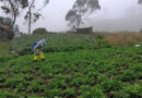 Pest Management In Ecuador How Farmer Knowledge And Access To Alternatives Can Reduce Pesticide Risks