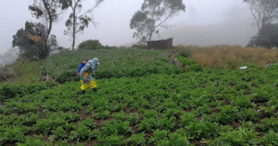 Pest Management In Ecuador: How Farmer Knowledge And Access To Alternatives Can Reduce Pesticide Risks Pest Management In Ecuador How Farmer Knowledge And Access To Alternatives Can Reduce Pesticide Risks