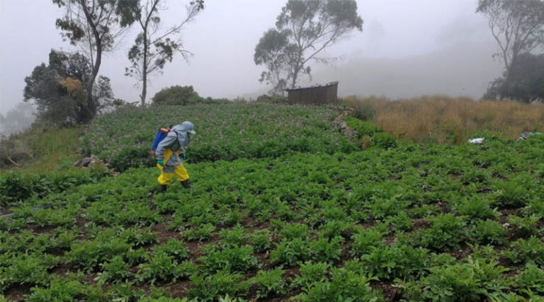 Pest Management In Ecuador How Farmer Knowledge And Access To Alternatives Can Reduce Pesticide Risks