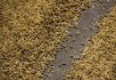 Philippines Braces for Palay Harvest Cut as Super El Niño Risk Grows