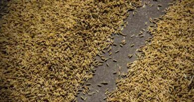 Philippines Braces for Palay Harvest Cut as Super El Niño Risk Grows Philippines Braces for Palay Harvest Cut as Super El Niño Risk Grows
