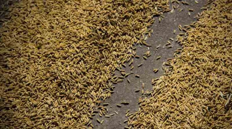 Philippines Braces for Palay Harvest Cut as Super El Niño Risk Grows