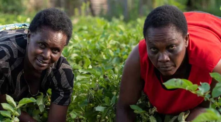 Pressure On Global Food Systems Risks Exacerbating Gender Gap By 2050 Without Targeted Interventions, Finds New Report