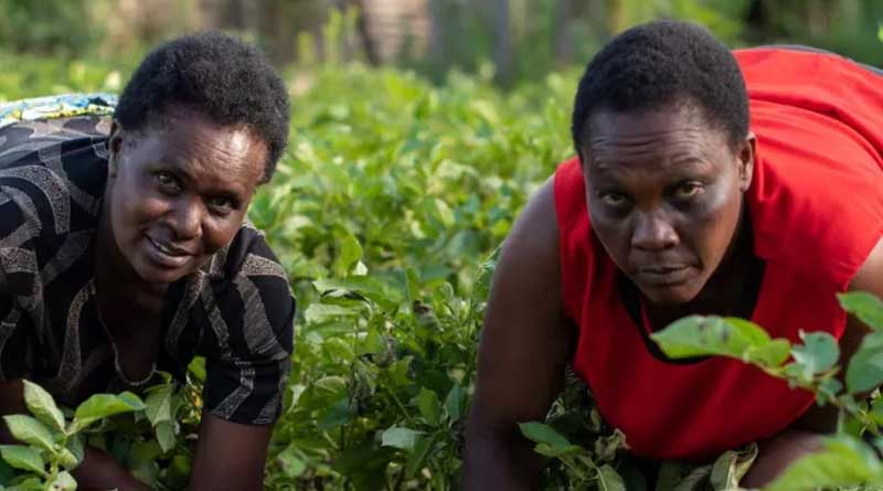 Pressure On Global Food Systems Risks Exacerbating Gender Gap By 2050 Without Targeted Interventions, Finds New Report