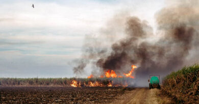 Punjab Farm Fires Tick Up as Delhi’s Air Crisis Deepens Punjab Farm Fires Tick Up as Delhi’s Air Crisis Deepens