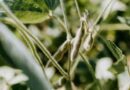 Rain Slows Paraná’s Record-Pace Soybean Planting