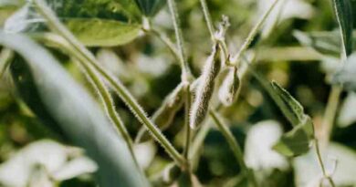 Rain Slows Paraná’s Record-Pace Soybean Planting Rain Slows Paraná’s Record-Pace Soybean Planting