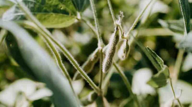 Rain Slows Paraná’s Record-Pace Soybean Planting