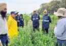 Researchers From Four Countries Train In Breeding Wheat For Disease Resistance at CIMMYT