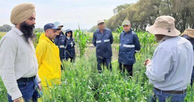 Researchers From Four Countries Train In Breeding Wheat For Disease Resistance at CIMMYT Researchers From Four Countries Train In Breeding Wheat For Disease Resistance at CIMMYT