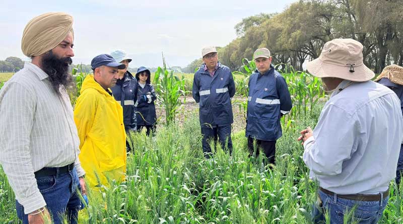 Researchers From Four Countries Train In Breeding Wheat For Disease Resistance at CIMMYT