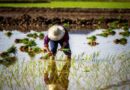 Rice Methane Can Be Halved With Smarter Water and Fertilizer Use, Review Finds