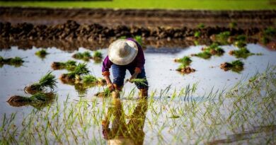Rice Methane Can Be Halved With Smarter Water and Fertilizer Use, Review Finds