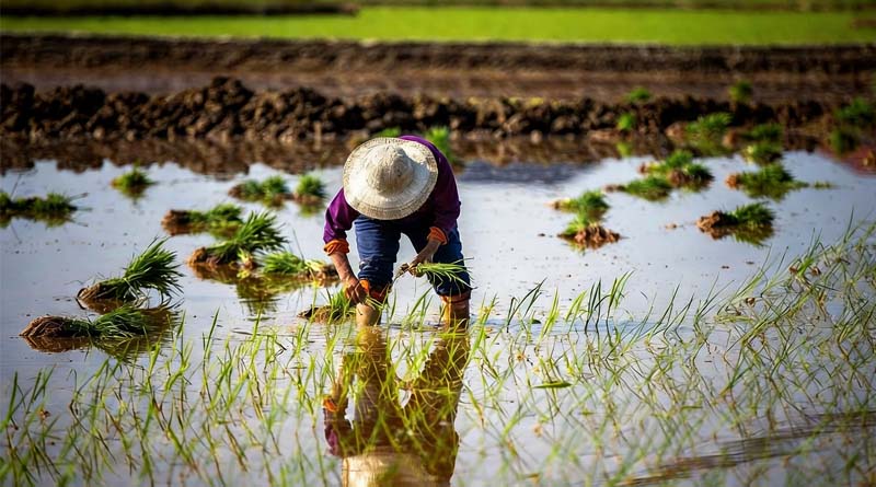 Rice Methane Can Be Halved With Smarter Water and Fertilizer Use, Review Finds