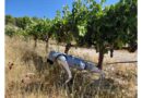 Robot Dog “Agrhound” Starts Scouting Spanish Vineyards and Berry Farms