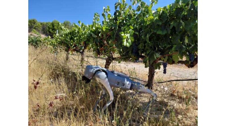 Robot Dog “Agrhound” Starts Scouting Spanish Vineyards and Berry Farms
