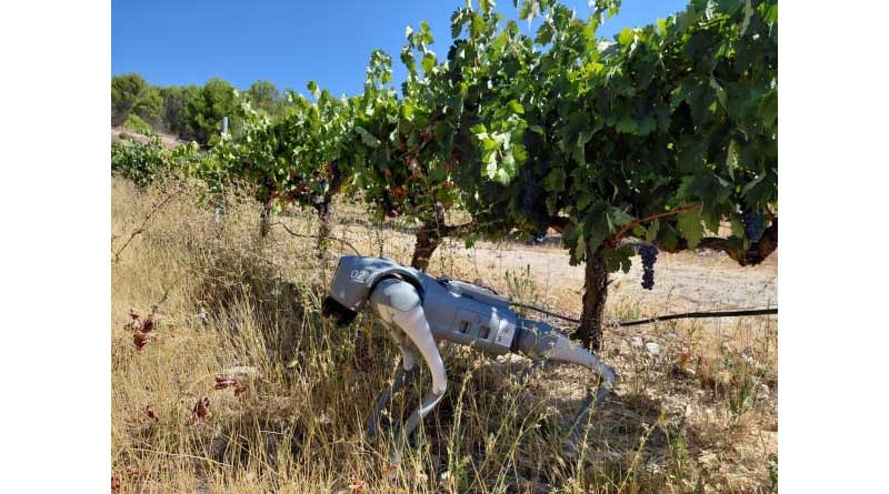 Robot Dog “Agrhound” Starts Scouting Spanish Vineyards and Berry Farms
