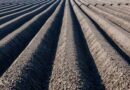 Rothamsted Study Finds Reduced Tillage Beats Mulching on Emissions