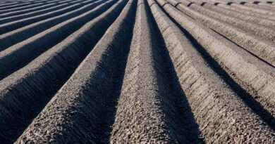 Rothamsted Study Finds Reduced Tillage Beats Mulching on Emissions