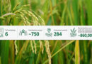 Scaling Precision Nutrient Management For A Greener Rice Future In Vietnam's Mekong Delta