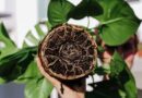 Scientists Discover Natural Off Switch for Nitrogen-Fixing Enzyme