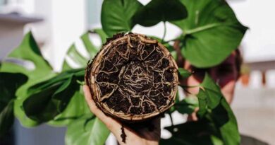 Scientists Discover Natural Off Switch for Nitrogen-Fixing Enzyme