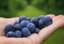 Soft Robotic Gripper Harvests Blueberry Clusters With 92% Success in Field Trials
