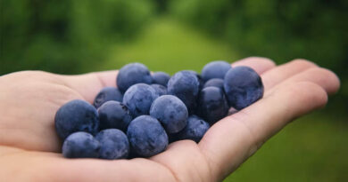Soft Robotic Gripper Harvests Blueberry Clusters With 92% Success in Field Trials Soft Robotic Gripper Harvests Blueberry Clusters With 92% Success in Field Trials