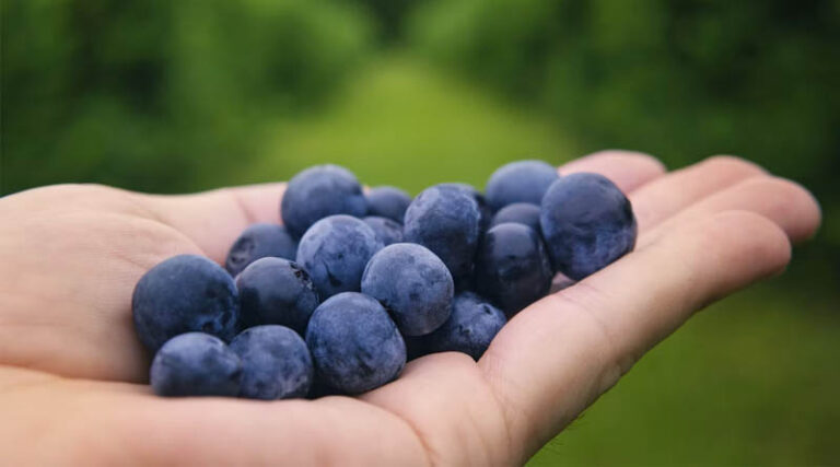 Soft Robotic Gripper Harvests Blueberry Clusters With 92% Success in Field Trials