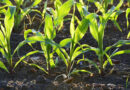 Soil Bacterium Seed Treatment Lifts Drought-Stressed Maize Yield Nearly 27%