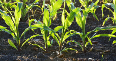 Soil Bacterium Seed Treatment Lifts Drought-Stressed Maize Yield Nearly 27%