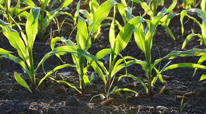 Soil Bacterium Seed Treatment Lifts Drought-Stressed Maize Yield Nearly 27%