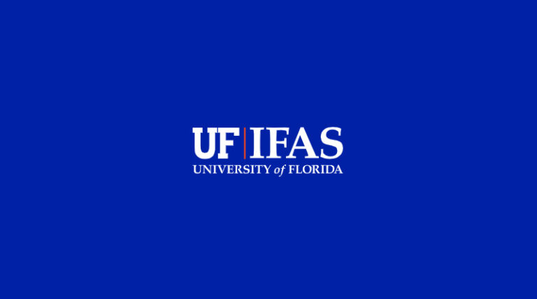 Soil Type Shapes Lettuce Heat Tolerance, University of Florida Study Finds