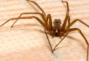 Spiders For Halloween Not Likely, Says K-State Entomologist