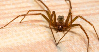 Spiders For Halloween Not Likely, Says K-State Entomologist